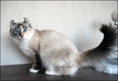 Il est bien mignon ce chat ! Mais savez-vous de quelle race il est ?