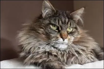 Ce chat, de quelle race est-il ?