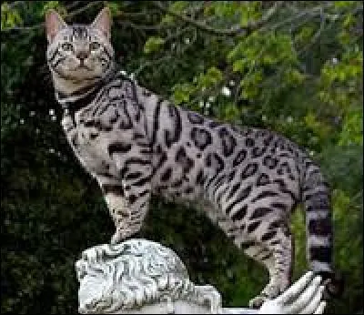 Ce beau chat est un :