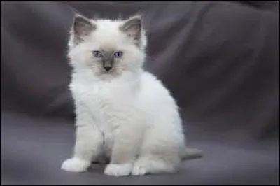 Oh, je craque, il est trop mignon ce chaton !