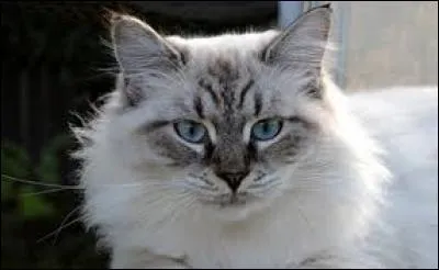 Quelle est sa race ?