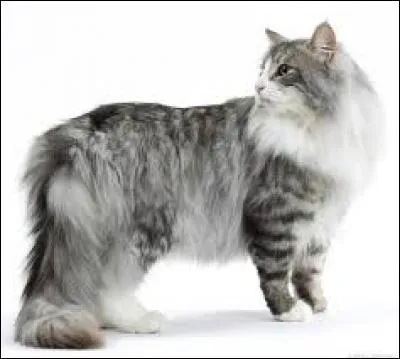 Ce beau chat est un :