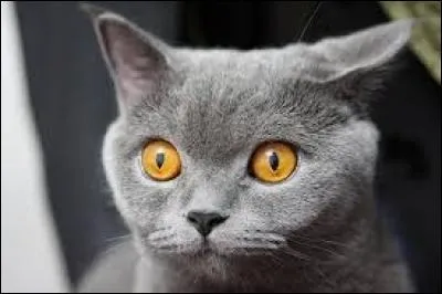 Quelle est sa race ?