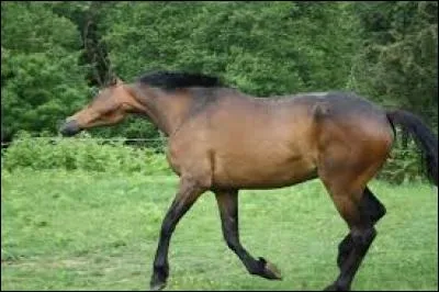 Que sont les muscles rotateurs ?