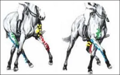 Que sont les muscles abducteurs ?