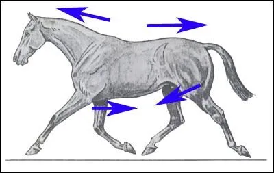 Que sont les muscles antagonistes ?