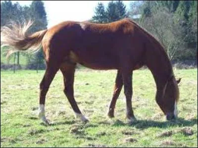 Que sont les muscles peauciers ?