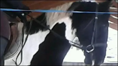 Un peu de mise ne place ! 
Comment bien placer un cheval pour travailler son dos ?