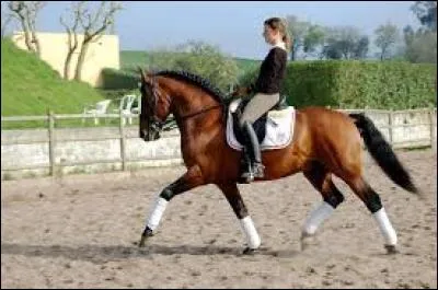 Ce cavalier est-il bien positionné ?
(plusieurs réponses)