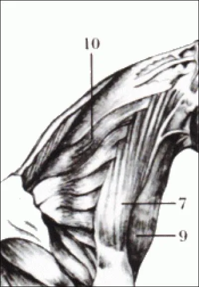 Les muscles de l'encolure sont : 
(Donnez dans le bon ordre de noms.)