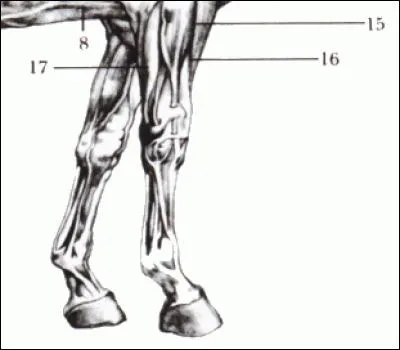Quels sont les noms des muscles ?
(plusieurs réponses demandées)