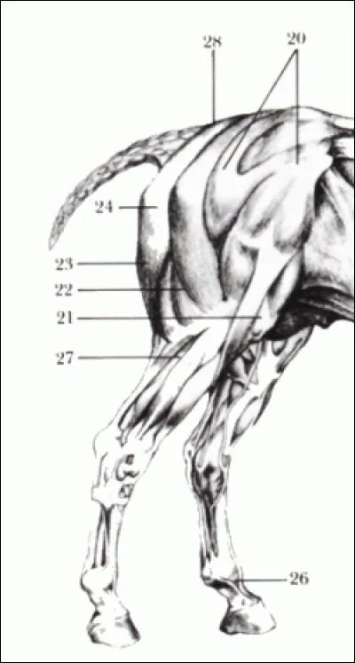 Les muscles de l'arrière-main de 21, 22 et 23 sont :