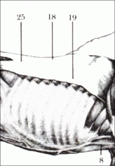 Les muscles du dos de 8, 18, 19 et 25 sont :