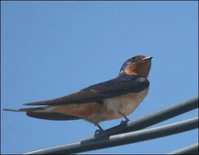 Quel est cet animal ?