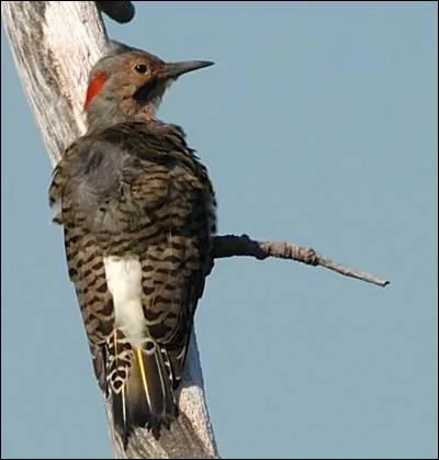 Quel est ce bel oiseau ?