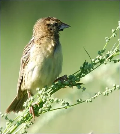 Quel est cet oiseau ?