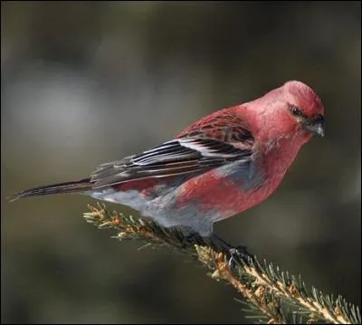 Quel est cet animal ?