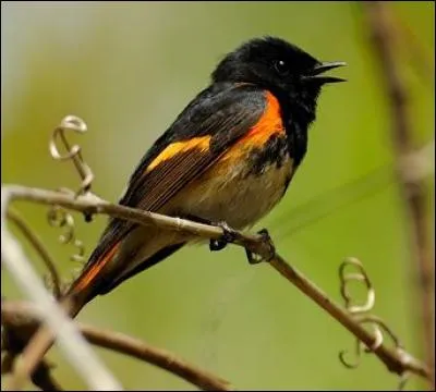 Quel est ce magnifique oiseau ?