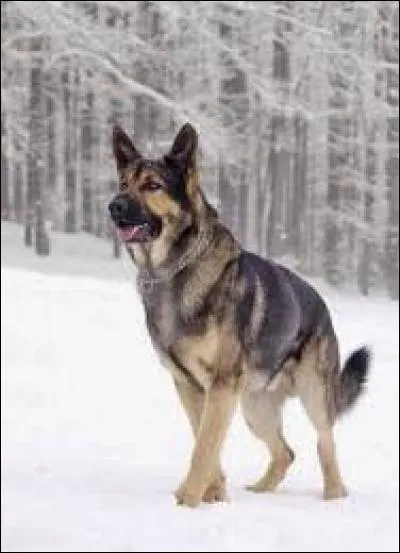 Dans le faux monde, comment s'appelle le chien du père de Jake ?