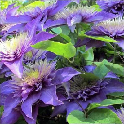 Il s'agit d'une plante grimpante aux fleurs somptueuses qui embellira les balcons et terrasses pourvu qu'elle ait le pied à l'ombre et la tête au soleil.