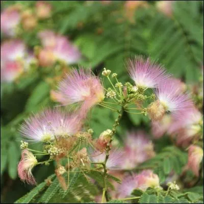 Rien de tel que l'ombrage léger d'un beau vert profond de cet arbre au port étalé qui offre des fleurs à l'aspect aérien.