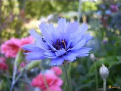 Elle porte un nom charmant qui la fait aimer immédiatement. Indispensable dans les rocailles pour une floraison généreuse d'un magnifique bleu se déclinant parfois entre lavande et violet.