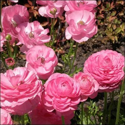 Un bouquet de ----- aux lourdes fleurs doubles dont la rondeur est généreuse, pour illuminer les jardins.