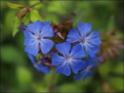Le bleu est vif, lumineux. Ce sont les fleurs du -------.