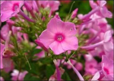 Que reconnaissez-vous, ici ?