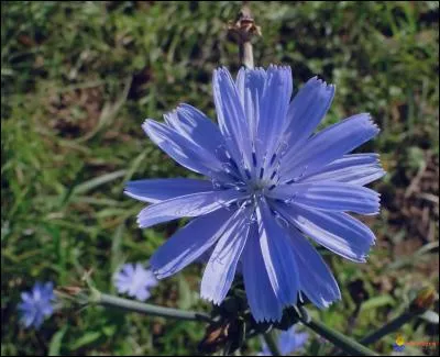 C'est une fleur un peu échevelée.