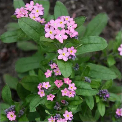 Cette fleur se décline en rose ou en bleu.