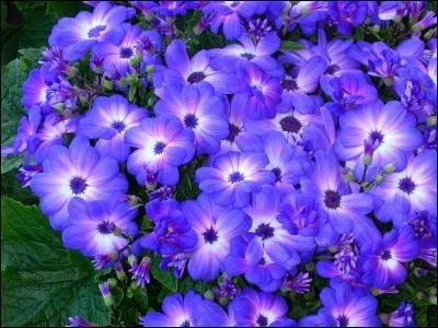 De quelle île, cette plante aux fleurs d'un bleu si vif, proche de l'azurite, est-elle originaire ?
