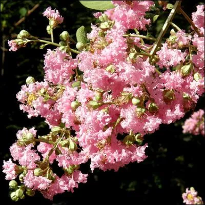 On l'appelle lilas des Indes ; il provient de Chine et sa floraison se fait en été. Où ont été créés et élevés les hybrides donnant naissance à une cinquantaine d'espèces ?