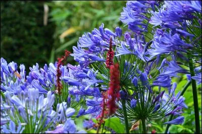 En grec, elle est la fleur de l'amour divin qui déploie des inflorescences majestueuses.