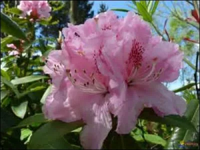 Le rhododendron et l'azalée sont-ils de la famille des éricacées ?