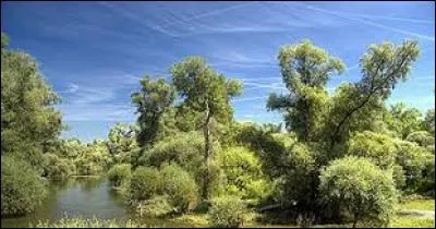 La Sauer est une rivière franco-allemande, affluent du Rhin. Son delta est une réserve naturelle. Près de quelle ville ?