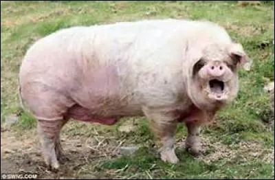 Qui criait en chemin comme s'il avait eu cent bouchers à ses trousses ?