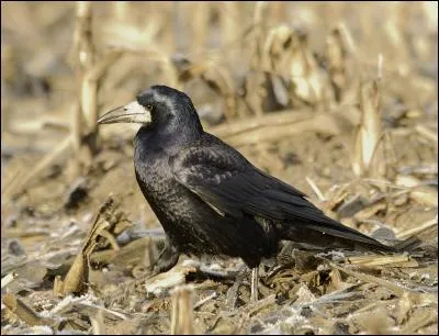 Quel est ce magnifique animal ?