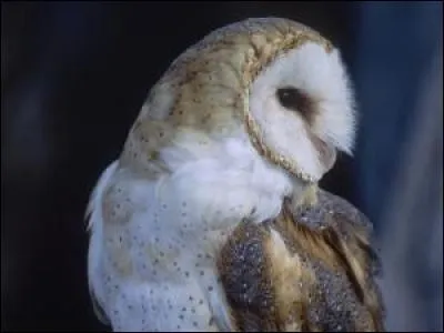 Quel est cet oiseau ?