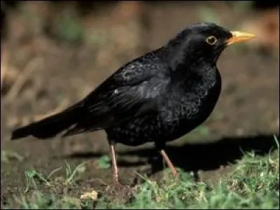 Quel est cet animal ?