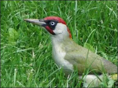 Quel est ce magnifique oiseau ?