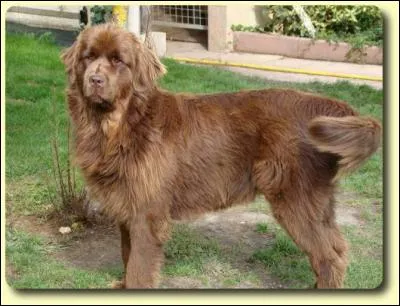 Quelle est la race du chien présenté sur la photo ?