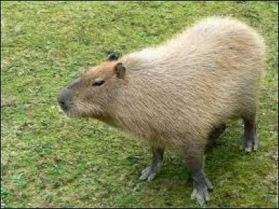 Comment s'appelle le rongeur présenté sur la photo ?