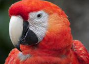 Quiz Les oiseaux d'Amazonie