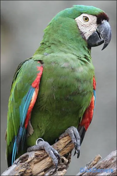 Quel est cet animal ?