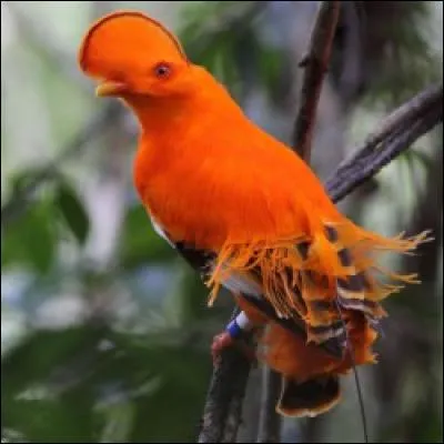 Quel est cet oiseau ?