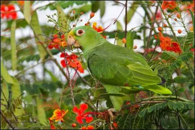 Quel est ce magnifique animal ?