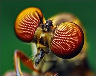 J'espère que vous avez fait "mouche" pour ce quiz. À quel ordre d'insectes appartient la mouche ?
