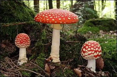Sur l'image, c'est un amanite tue-mouches. Quel est l'autre nom de ce champignon ?