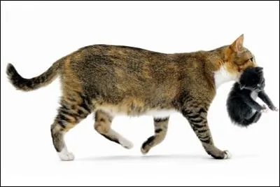 Combien de temps un chaton reste-t-il dans le ventre de sa mère ?